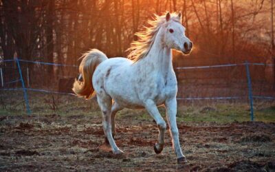 Lorem ipsum delor sit